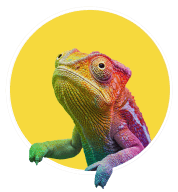 H1chameleon
